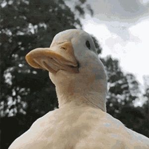 Meet your Posher, Apsand